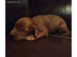 Irish Setter Puppy for sale in Toney, AL, USA