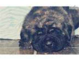 Mastiff Puppy for sale in Lafayette, IN, USA
