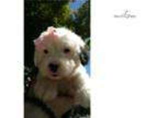Old English Sheepdog Puppy for sale in Roseburg, OR, USA