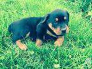 Rottweiler Puppy for sale in EAST SPARTA, OH, USA