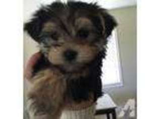 Yorkshire Terrier Puppy for sale in PLEASANTON, CA, USA