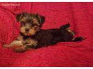 Yorkshire Terrier Puppy for sale in Covina, CA, USA