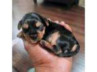 Yorkshire Terrier Puppy for sale in Gardena, CA, USA