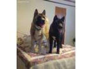 Akita Puppy for sale in Algodones, NM, USA