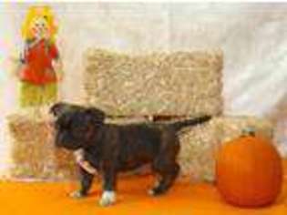 Buggs Puppy for sale in Spanaway, WA, USA