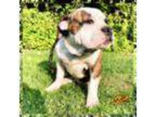 Olde English Bulldogge Puppy for sale in East Wenatchee, WA, USA