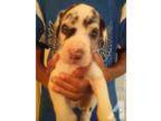 Great Dane Puppy for sale in FRESNO, CA, USA