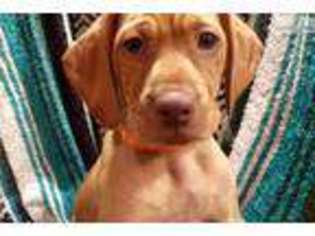 Vizsla Puppy for sale in Corpus Christi, TX, USA