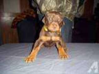 Doberman Pinscher Puppy for sale in STANLEY, VA, USA