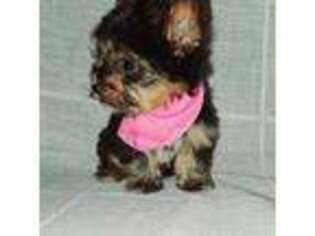 Yorkshire Terrier Puppy for sale in Manor, TX, USA