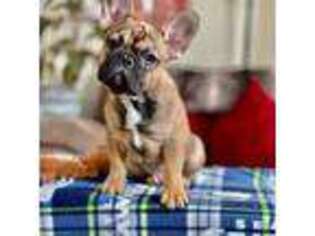 French Bulldog Puppy for sale in Tacoma, WA, USA