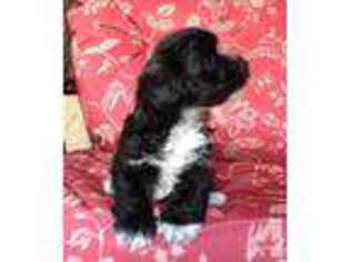 Havanese Puppy for sale in CANYON LAKE, TX, USA