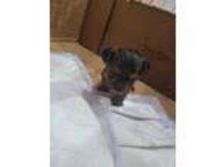 Yorkshire Terrier Puppy for sale in New Castle, DE, USA