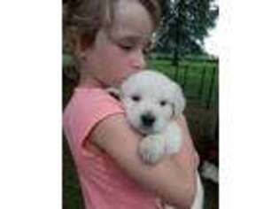 Mutt Puppy for sale in Newton Falls, OH, USA