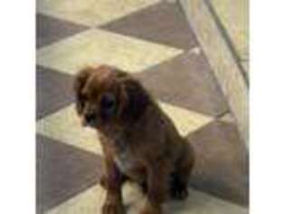 Cavalier King Charles Spaniel Puppy for sale in Kokomo, IN, USA