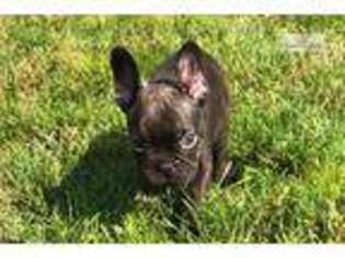 French Bulldog Puppy for sale in Kalamazoo, MI, USA