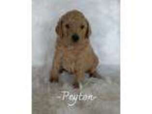 Goldendoodle Puppy for sale in Norwood, MO, USA