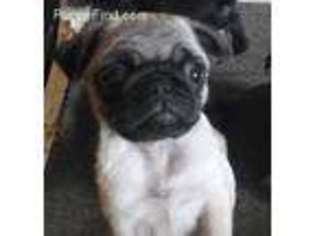 Pug Puppy for sale in Landrum, SC, USA