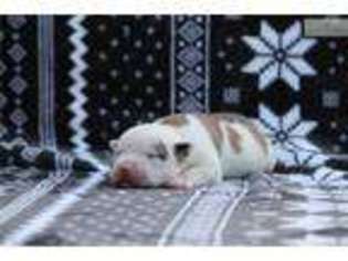 American Bulldog Puppy for sale in Daytona Beach, FL, USA