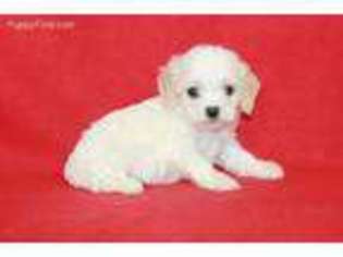 Cavachon Puppy for sale in Pierce City, MO, USA