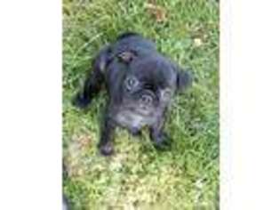 Pug Puppy for sale in Rushmore, MN, USA