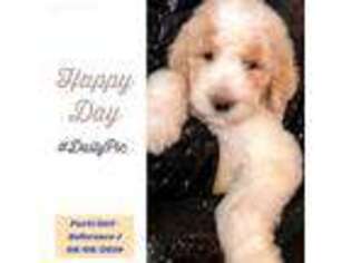 Goldendoodle Puppy for sale in Decatur, IL, USA