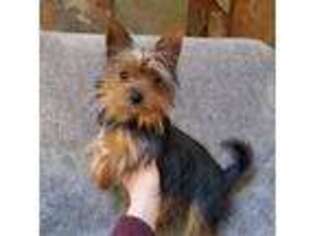 Yorkshire Terrier Puppy for sale in Woodland Park, CO, USA