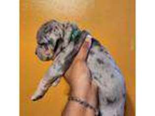 Mutt Puppy for sale in Eastpointe, MI, USA