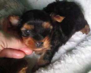 Yorkshire Terrier Puppy for sale in Canyon Lake, TX, USA