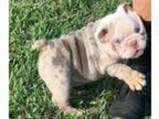 Bulldog Puppy for sale in Mililani, HI, USA