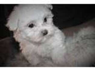 Maltese Puppy for sale in San Angelo, TX, USA