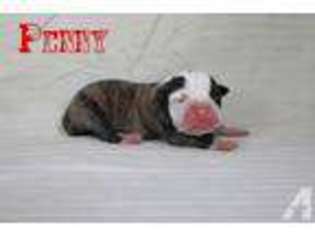 American Bulldog Puppy for sale in DELTONA, FL, USA