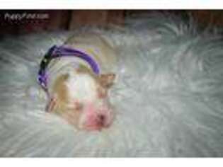 Mutt Puppy for sale in Maysville, OK, USA