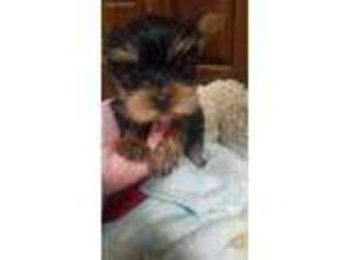 Yorkshire Terrier Puppy for sale in East Stroudsburg, PA, USA
