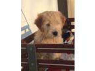 Goldendoodle Puppy for sale in Humboldt, IL, USA