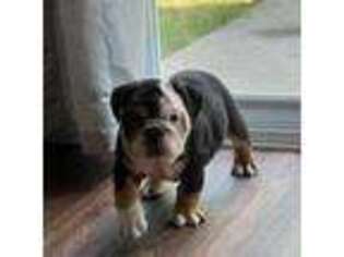 Bulldog Puppy for sale in Raleigh, NC, USA
