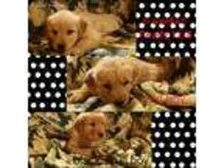 Golden Retriever Puppy for sale in Patton, MO, USA