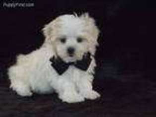 Maltese Puppy for sale in Brashear, TX, USA