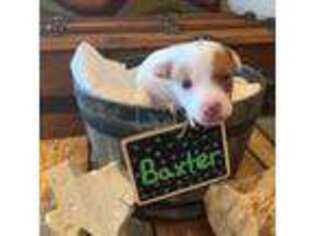Jack Russell Terrier Puppy for sale in West Point, TX, USA