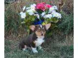Pembroke Welsh Corgi Puppy for sale in Denver, CO, USA