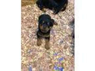 Rottweiler Puppy for sale in Mount Washington, KY, USA
