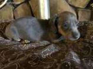 Dachshund Puppy for sale in Bangor, ME, USA