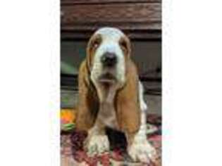 Basset Hound Puppy for sale in Franklin, IN, USA