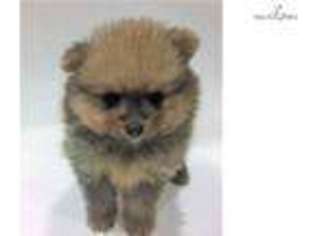 Pomeranian Puppy for sale in San Diego, CA, USA