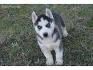Siberian Husky Puppy for sale in Clare, MI, USA
