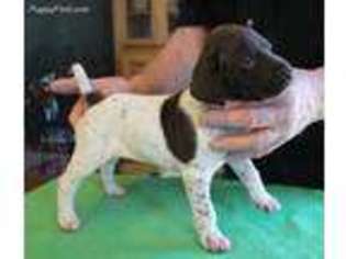 German Shorthaired Pointer Puppy for sale in Saint Charles, MN, USA