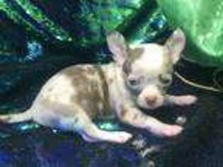Chihuahua Puppy for sale in Goshen, CT, USA