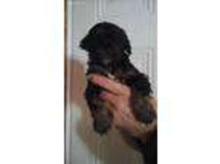 Mutt Puppy for sale in Sonora, KY, USA