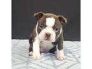 Boston Terrier Puppy for sale in Morrisville, NY, USA