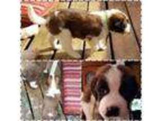 Saint Bernard Puppy for sale in Virginia Beach, VA, USA